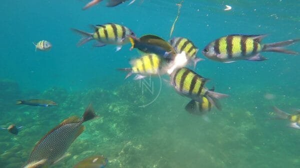 pulau payar langkawi snorkeling trip